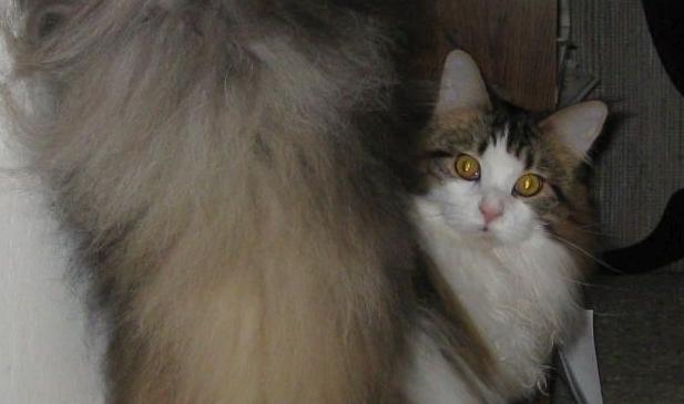 Pic of the Litter: Laini